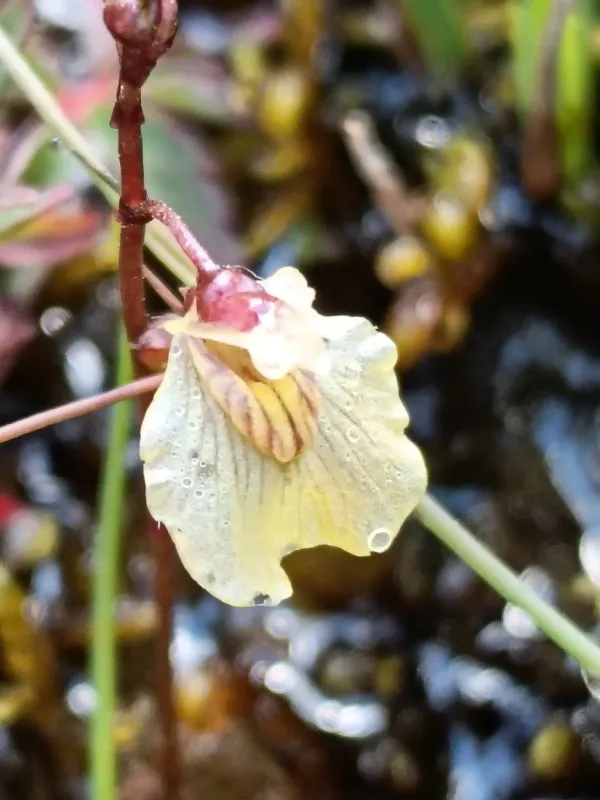 Lesser bladderwort