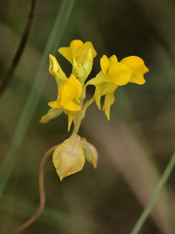 Utricularia odorata