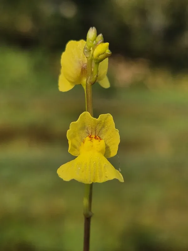 Utricularia pilosa