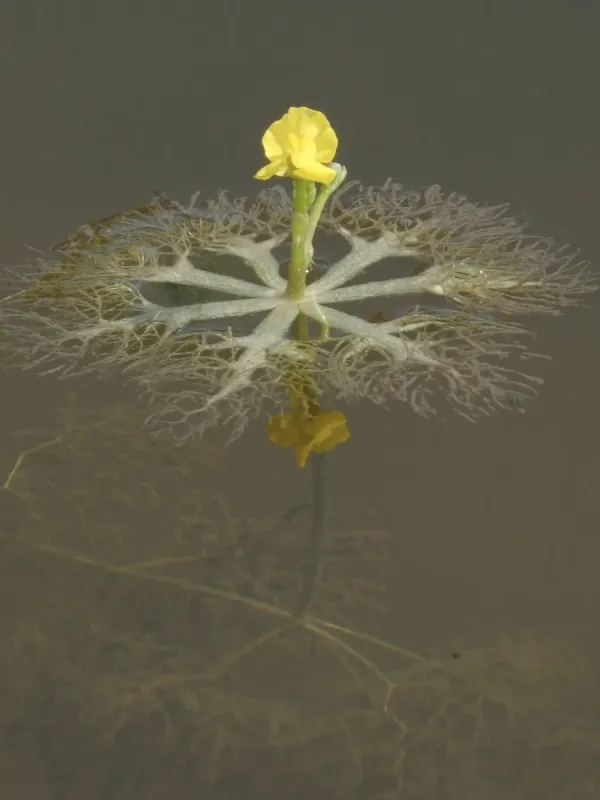 Small swollen bladderwort
