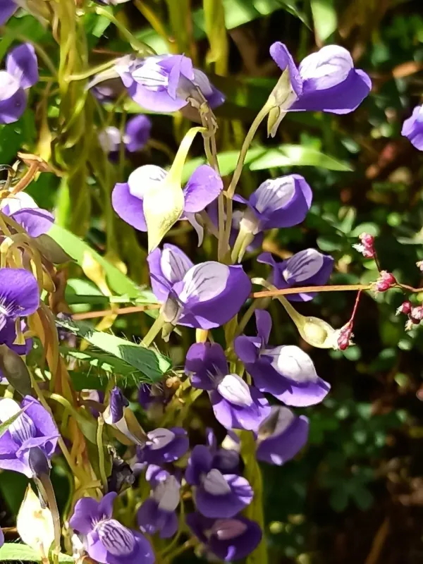 Utricularia reticulata