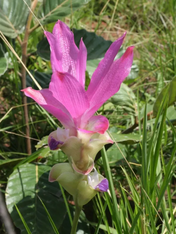 Curcuma alismatifolia