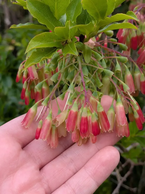 Cylindrical-leaved blueberry