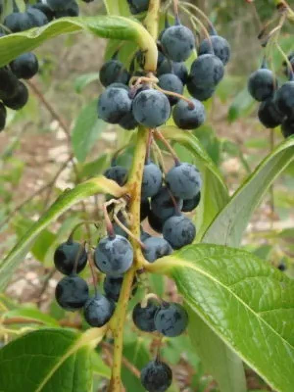 Gaultheria-leaved blueberry