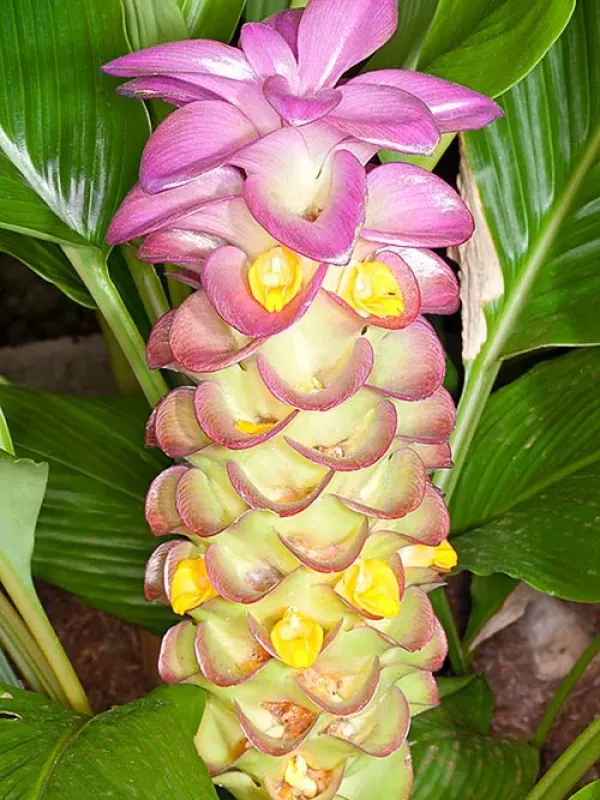 Orange ginger
