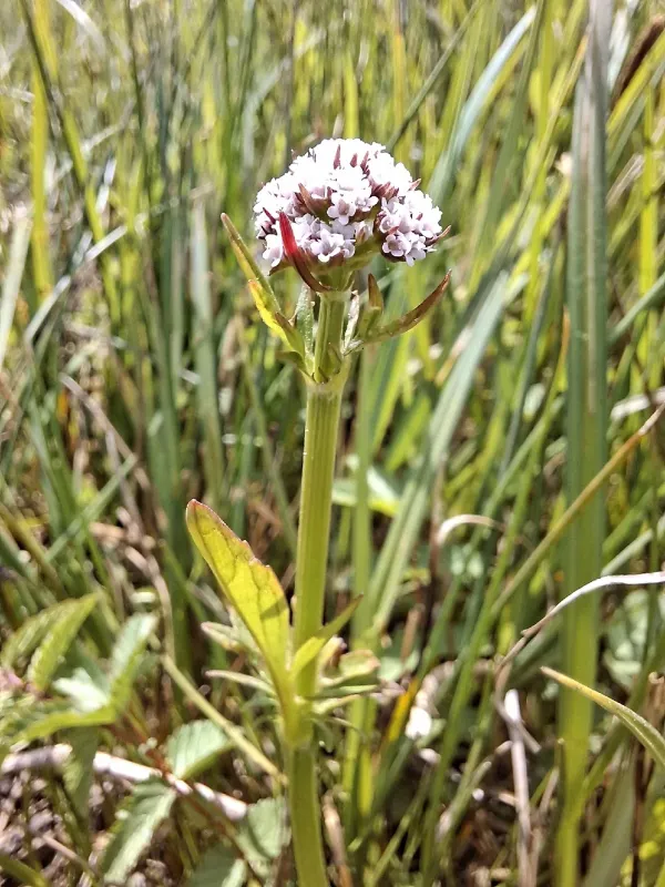 Valeriana dioica