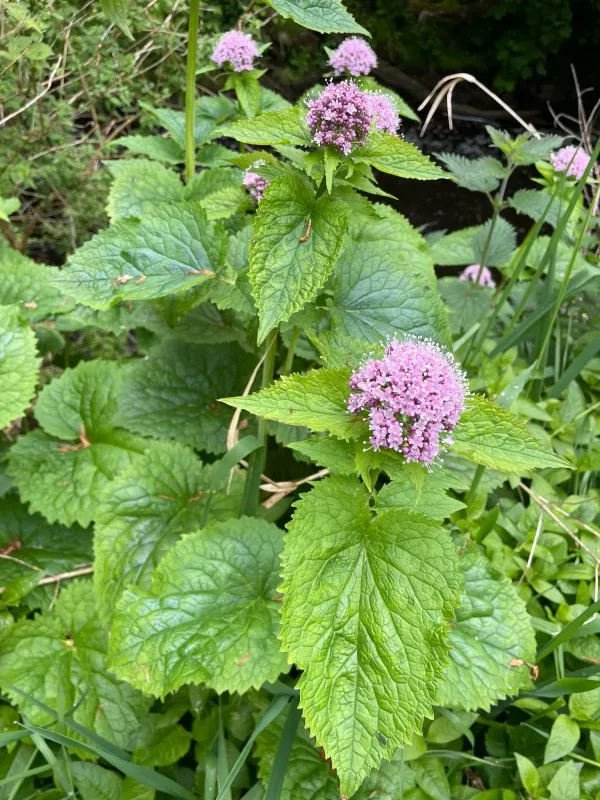 Pyrenean valerian