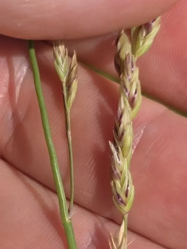 Vaseyochloa multinervosa
