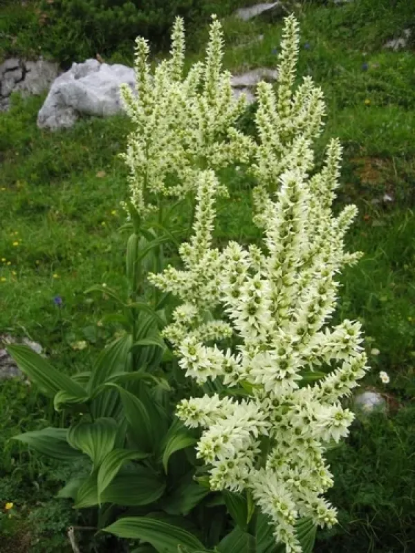Чемерица белая