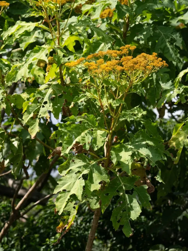 Verbesina fastigiata