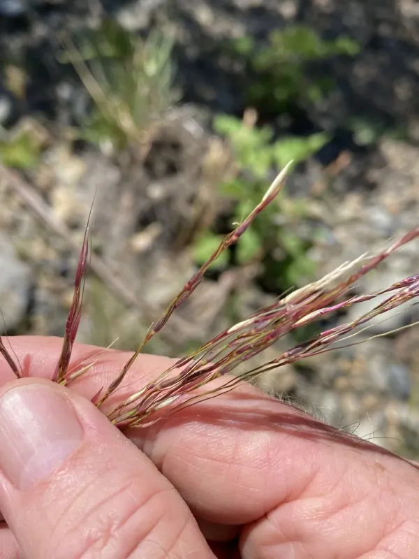 Chrysopogon filipes