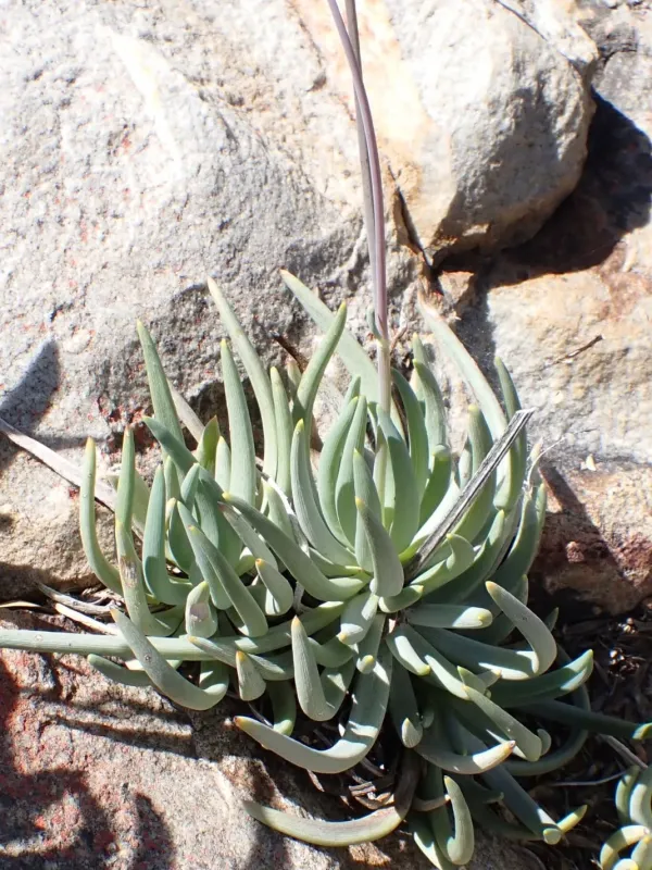 Curio talinoides
