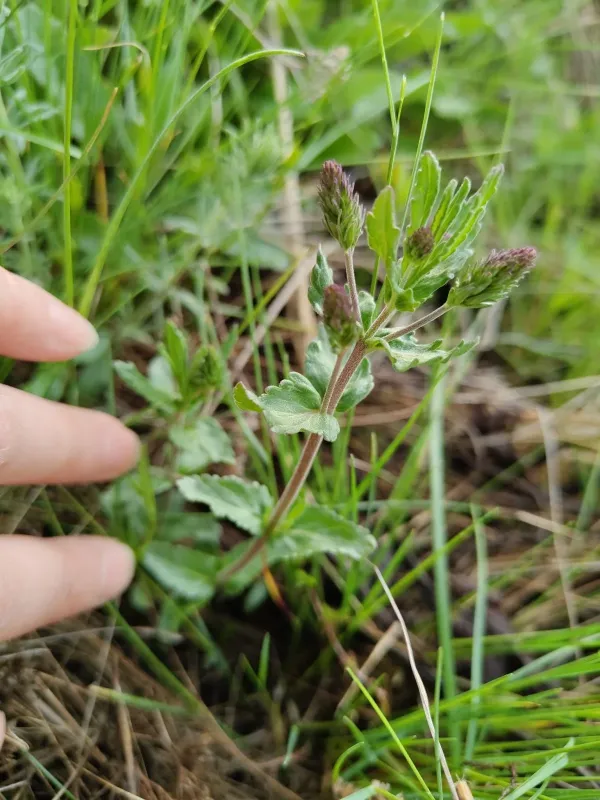 Large speedwell