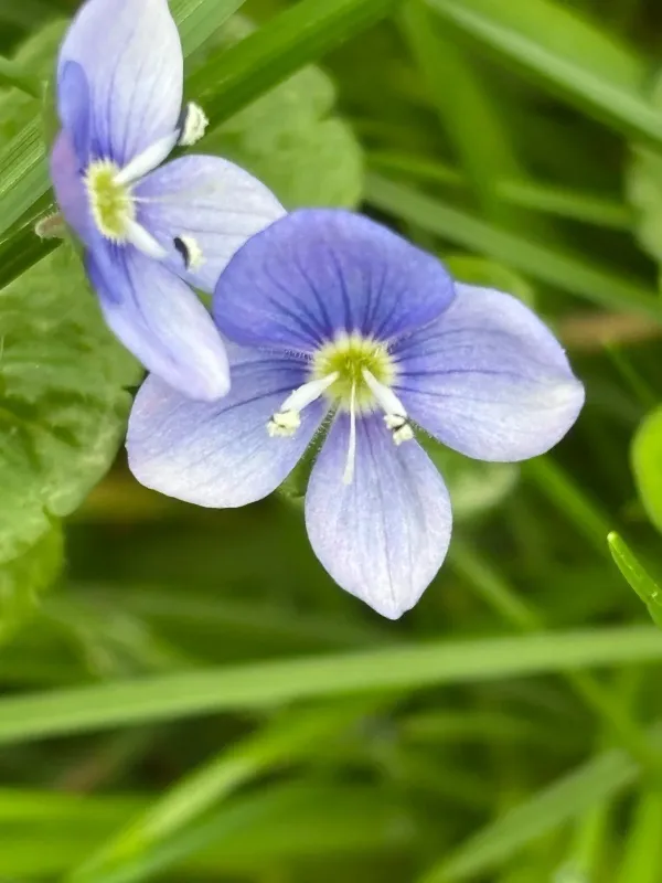 Slender speedwell