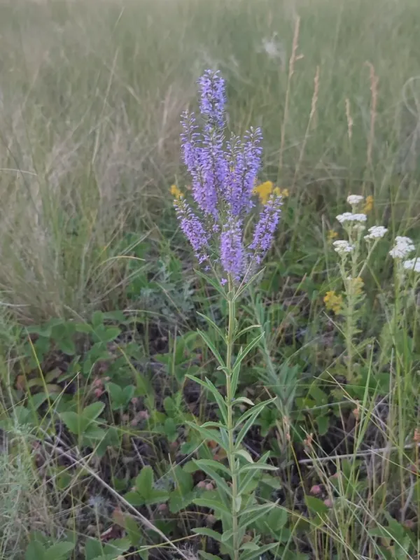 Bastard speedwell