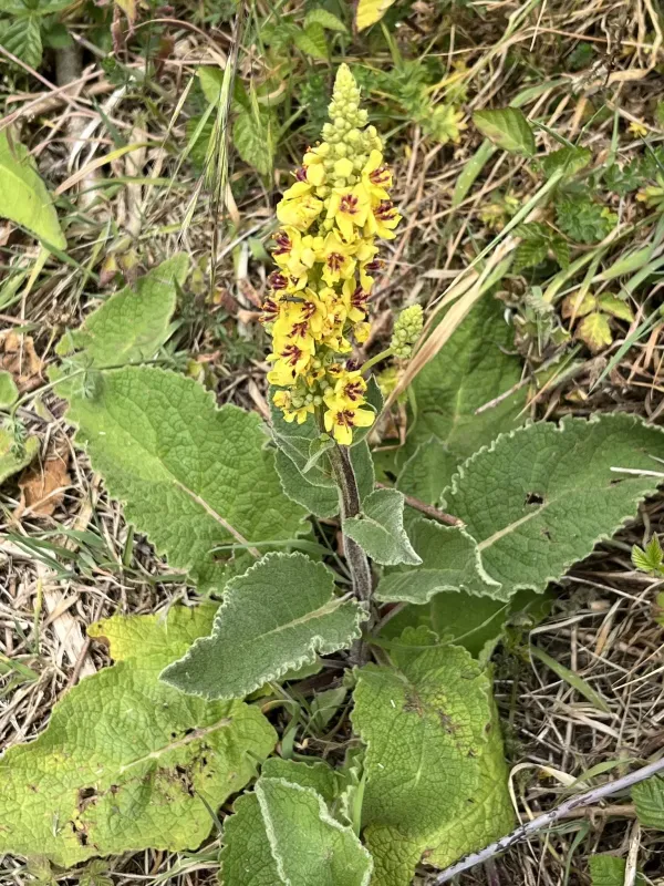 Dark mullein
