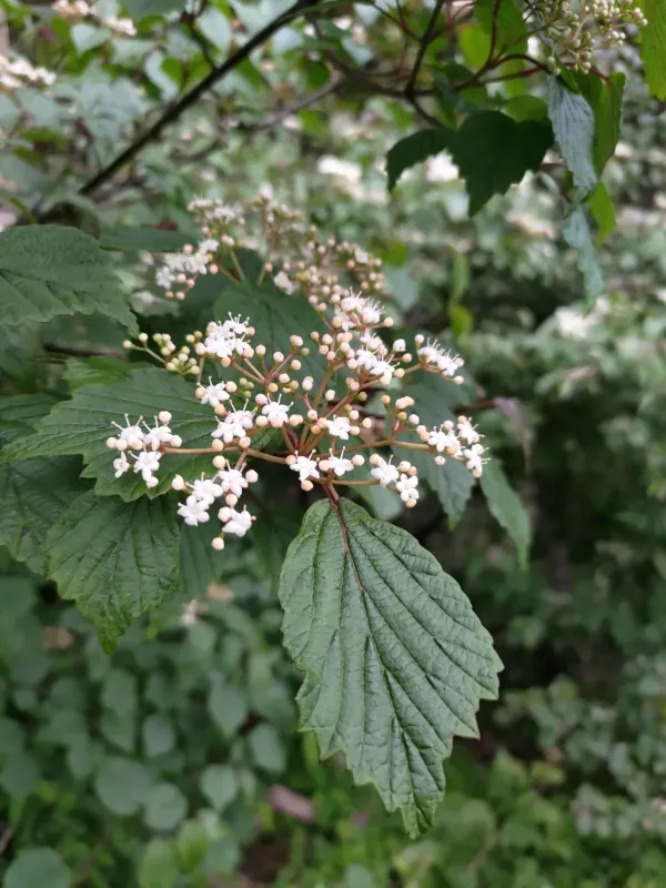 Wilson's Viburnum