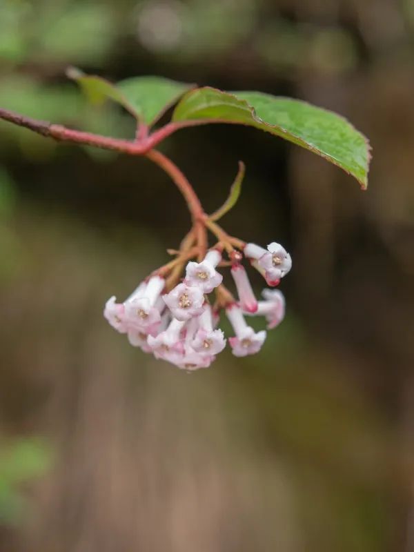 Viburnum erubescens