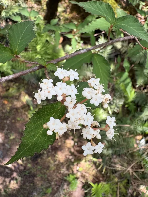 Fetid viburnum