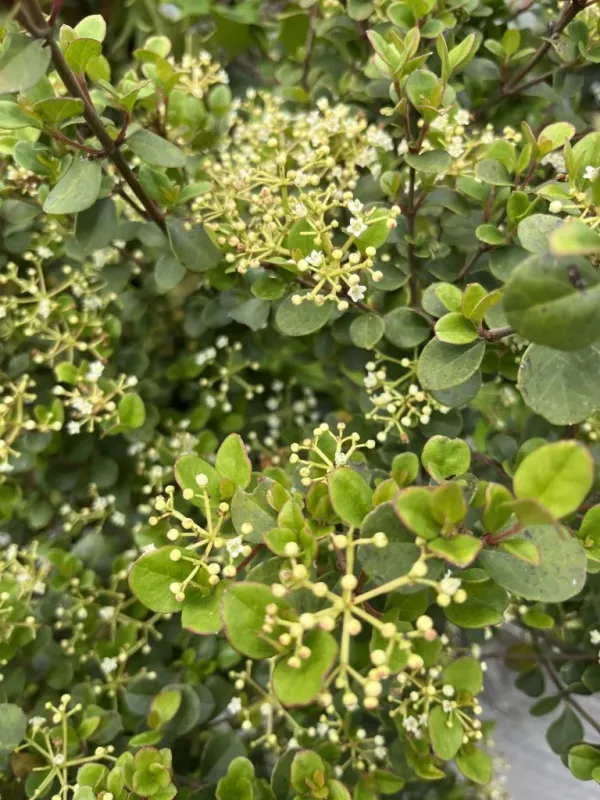 Harry Viburnum