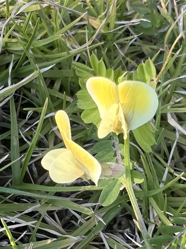 Hybrid vetch