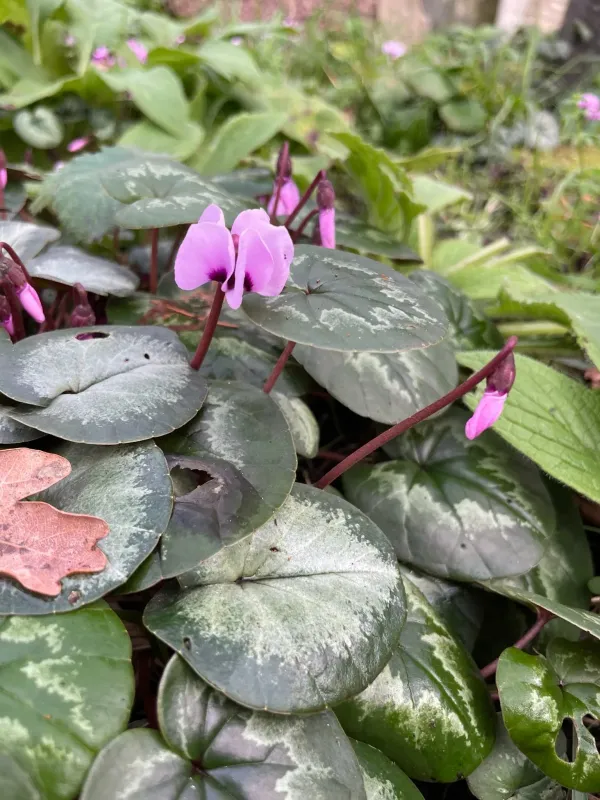 Eastern cyclamen