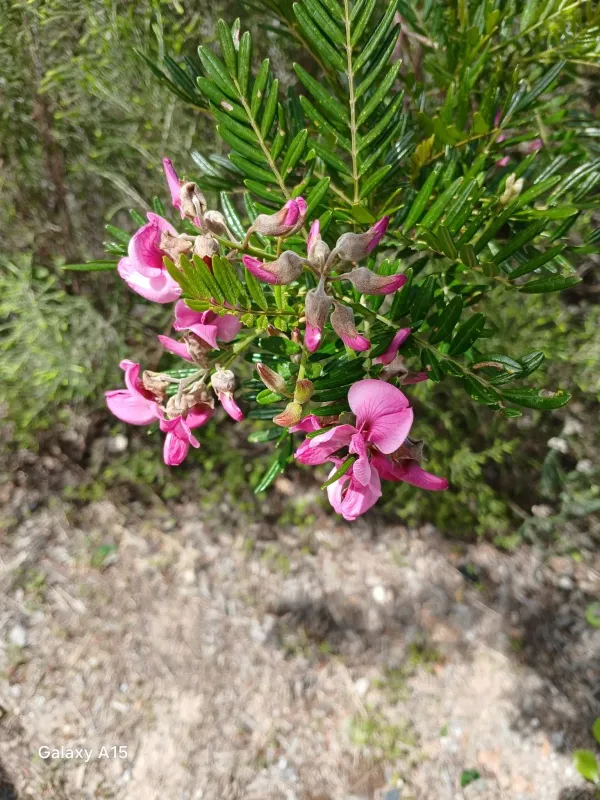 Virgilia oroboides