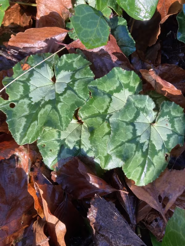 Ivy-leaved cyclamen