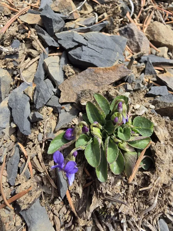 Hooked spur violet