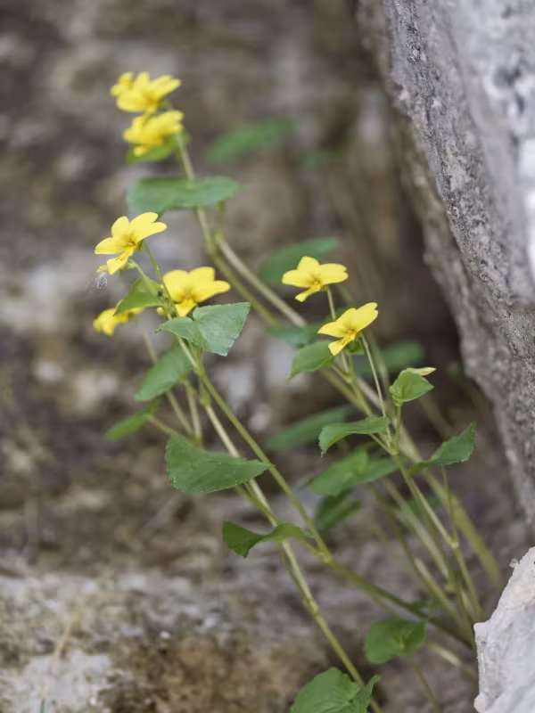 Yellow wood violet