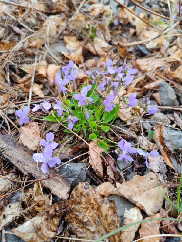 Hill violet