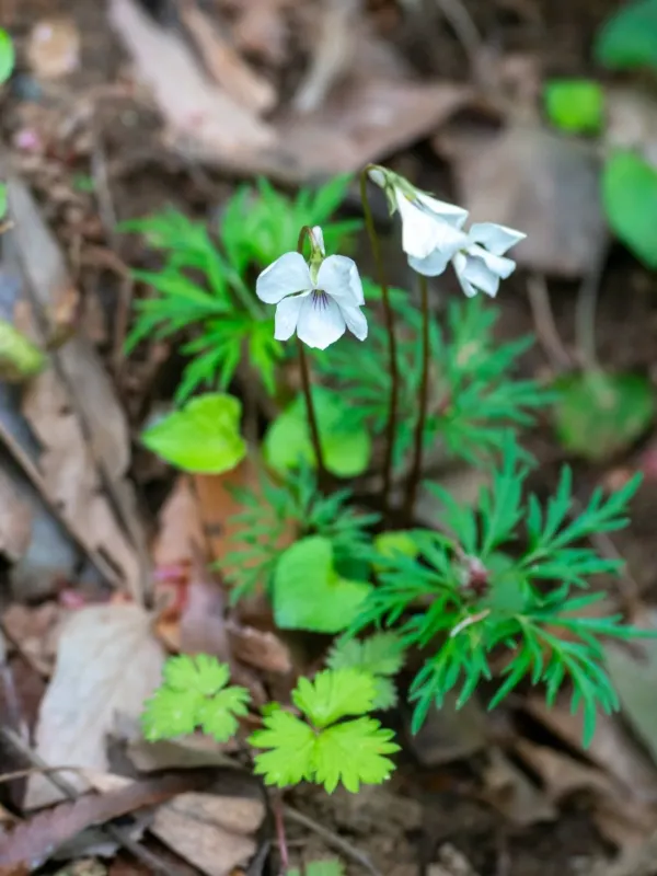 Chaerophyllum-leaved violet