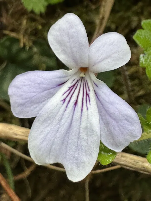 Viola formosana