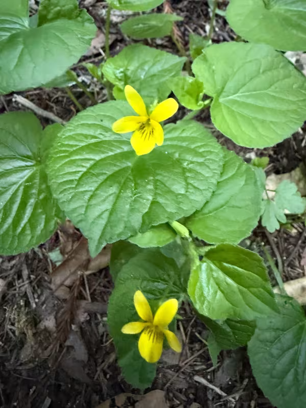 Smooth yellow violet