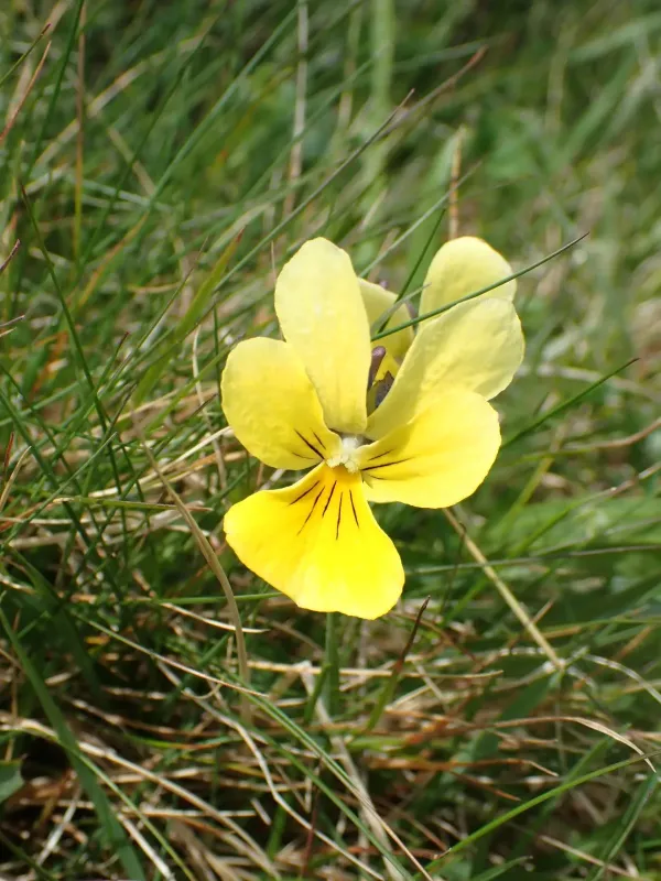 Yellow mountain pansy