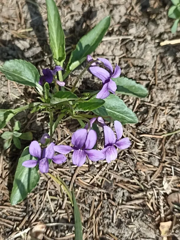 Viola prionantha