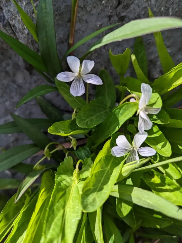 Patrin's violet