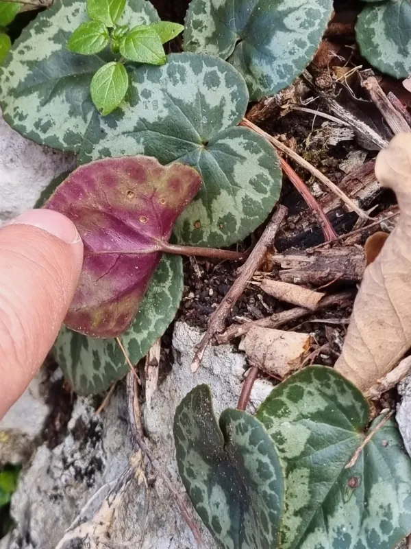 European cyclamen