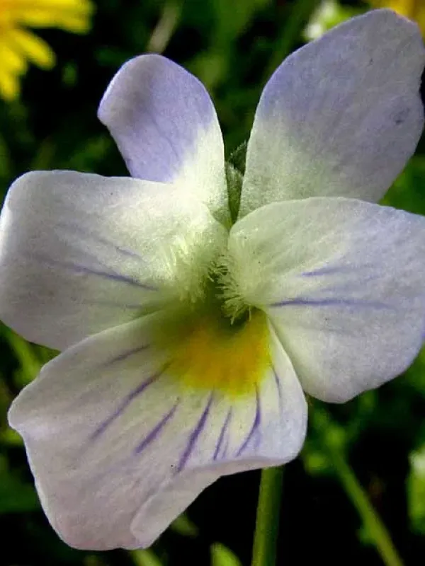 Field pansy