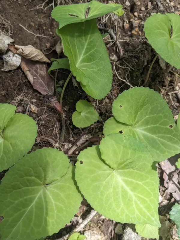 Ross's Violet