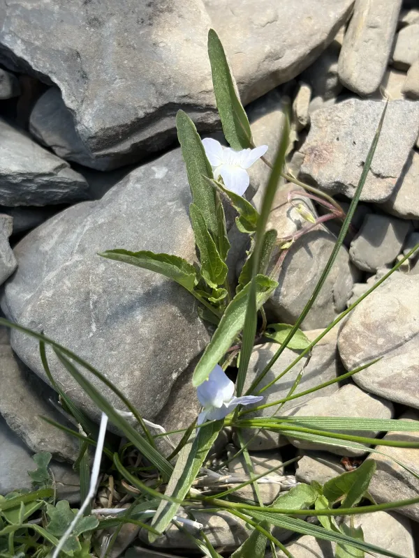 Fen violet
