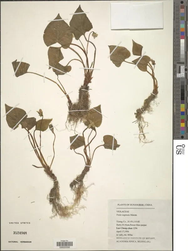 Viola vaginata