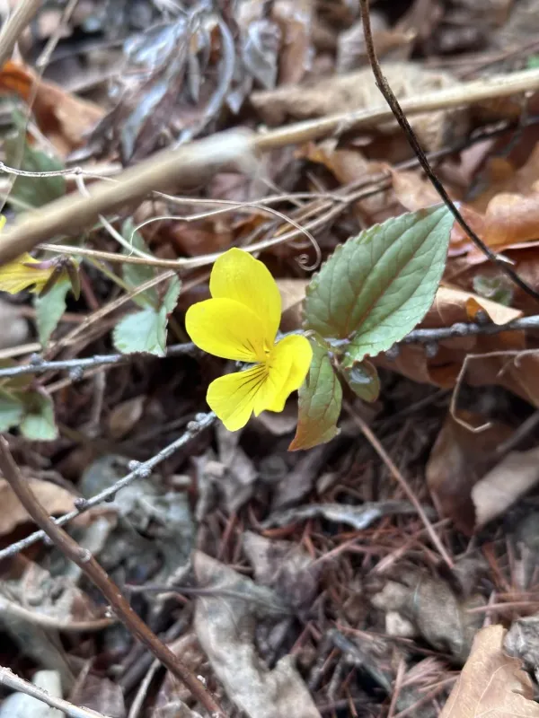 Viola orientalis