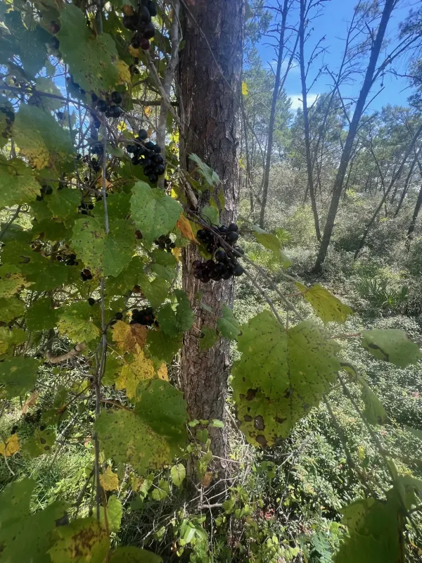 Munson grape
