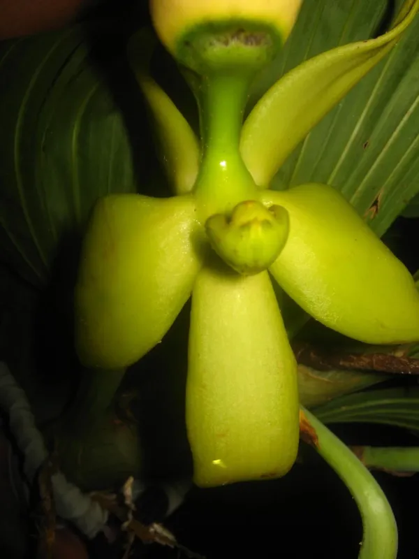 Cycnoches