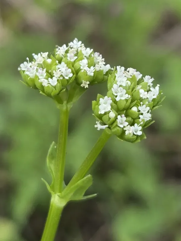 Woods' corn salad