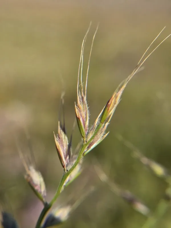 Small fescue