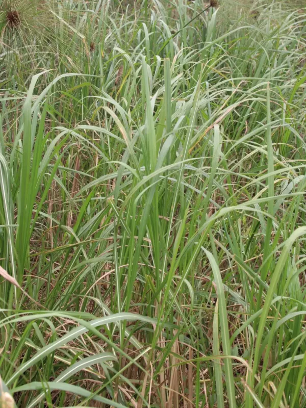 Hippo grass