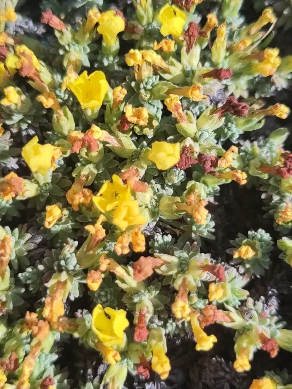 Androsace vitaliana