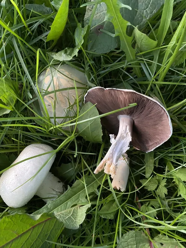 Horse mushroom